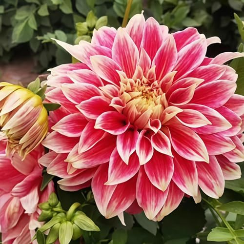 100-2000 Pcs/pack Elegant Mixed Colour Dahlia Sd. (I,100 PCS)