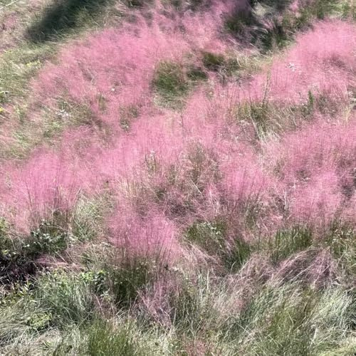 muhlenbergia capillaris, outdoor ziergräser topfpflanzen ziergras winterharte ziergräser für kübel bodendecker herbst deko sträucher für den garten immergrüne sträucher winterhart 500samen
