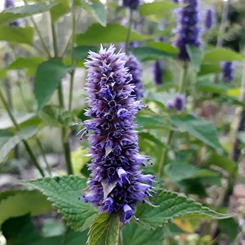 12 unidades o 1 m² Agastache 'Blue Fortune' - Agastache 'Blue Fortune' Maceta 9x9 cm