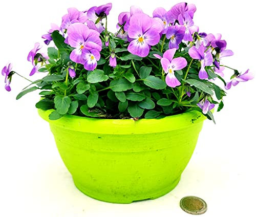POWERS TO FLOWERS - VIOLE DEL PENSIERO, VIOLA A FIORE PICCOLO VIOLA IN CIOTOLINA 20CM DIAMETRO, pianta vera