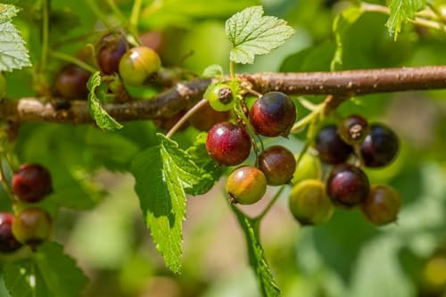 Ribes nigrum 'Ben Sarek' 30–40 cm – Winterhart, Mehrjährig, Pflegeleicht – Schwarze Johannisbeere – Obststrauch für Garten & Naschgarten