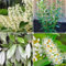 Piante di lauroceraso - semi biologici piante erbacee vaso per piante decorative balcone rialzato semi erbe aromatiche piante resistenti all'esterno piante resistenti da 650pcs