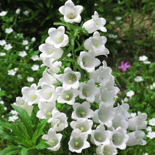 Semi di campanula-Campanula media,da giardino,decorazione del soggiorno semi di perenni resistenti da appartamento 200pcs