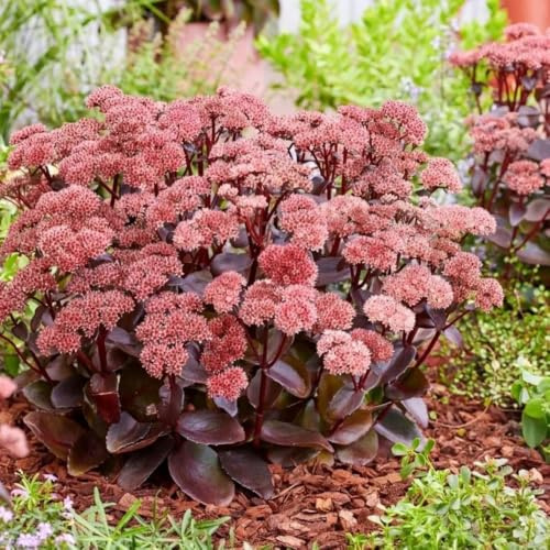 Sedum erythrostictum - Decoración orgánica balcón de interio 225semillas