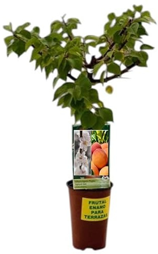Planta natural Frutal Enano Albaricoque injertado. Altura 60-70 cm. Ideal para cultivar en maceta y decorar terrazas o jardines pequeños. Segura Garden
