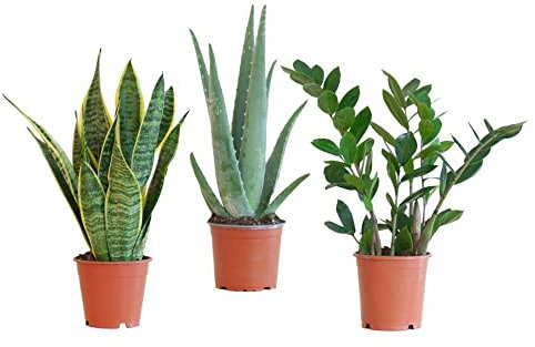 BloomPost Caja de Fácil Cuidado - Plantas de Interior - Bajo Mantenimiento - Plantas de Interior - Fáciles de Cultivar - Plantas para el Hogar y La Oficina - Para un Aire Limpio