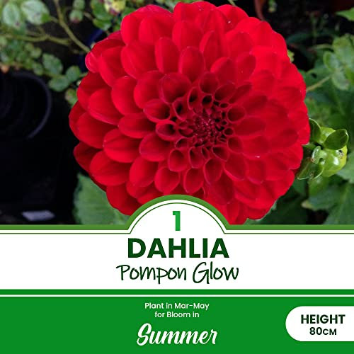 1 x Dahlia Pompon Glow – Round Layered Blooms – Perennial –Marvel of Symmetry – Summer Flowering Bulb – for Your Beautiful Garden