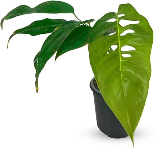 LEAL PLANTS ECUADOR Monstera Unknown| Swiss Cheese Plant | Unique Tropical Indoor Plant |Natural Easy Care Indoor House Plant