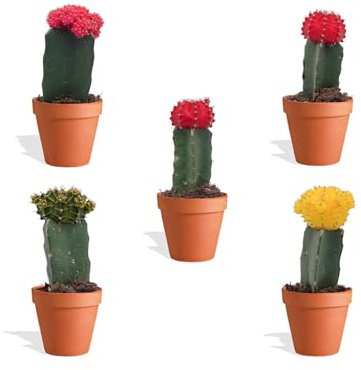 DutchLeafs Gymnocalycium Mihanovichii Mix 5 Stück Veredelte Mini Kakteen im Ø Terrakotta Blumentopf - Erdbeerkaktus Kleine Pflanzen Sammlung Pflegeleichte Zimmerpflanzen - Höhe 8-15 cm