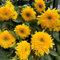semillas de girasol perennes resistentes - Plantas de rocalla de jardín resistentes semillas de girasol plantas perennes resistentes Semillas de bonsái para decoración de plantas 125pcs