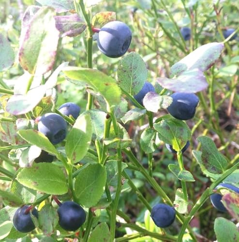 Wilde Heidelbeere Blaubeere Vaccinium Myrtillus 10-15 cm