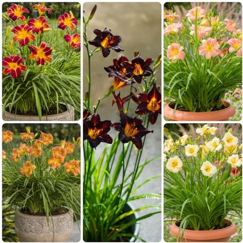 taglilien, winterharte frühlingsblume balkon, winterharte kübelpflanzen blumendeko für sonnige 50samen