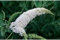 Buddleja Davidii Schmetterlingsstrauch Sommerflieder insektenfreundlich | Perfekt für Bienen, Hummeln und Schmetterlinge (40-60 cm(C3), White Profusion)