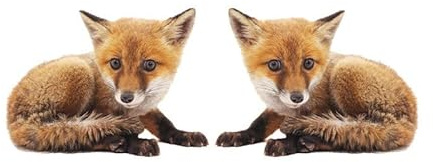 1 Paar Fuchs Auto Aufkleber,Auto Personalisiert Aufkleber Wasserdicht Karosserie Aufkleber Fuchs Lustiges Tier wasserdichte PVC Fenster Aufkleber Realistische für Auto Wände Kühlschrank Laptop