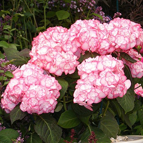 Hortensie Miss Saori weiß-pink - Hydrangea macorphylla/Gartenhortensie winterhart & pflegeleicht, doppelt-gefüllte Blüten - 1 Pflanze von Garten Schlüter - Pflanzen in Top Qualität