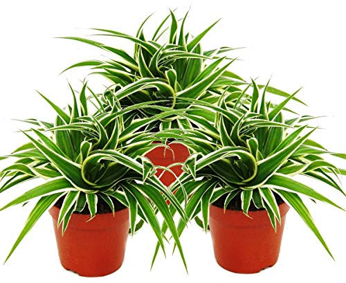 Exotenherz - Chlorophytum 12cm, 3er Set, Grünlilie