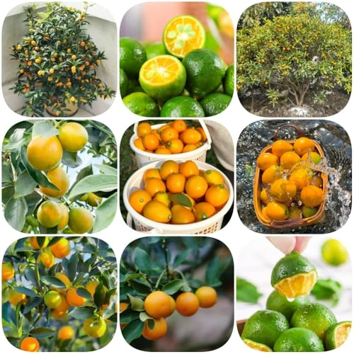 Semi di kumquat - per luoghi soleggiati vecchie varietà serre da balcone semi rari giardino da nani resistenti fresca esterno 200pcs