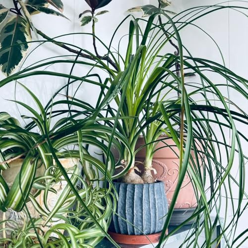 semi di piede elefante - biologici resistenti da balcone Beaucarnea primaverili appartamento esigenze estivi 400pcs