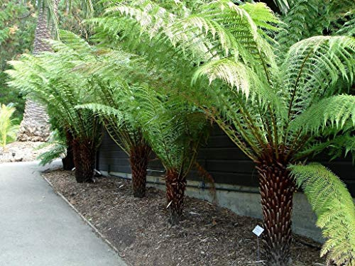 Portal Cool Dicksonia Antártide - Helecho Pianta en maceta de 9 cm