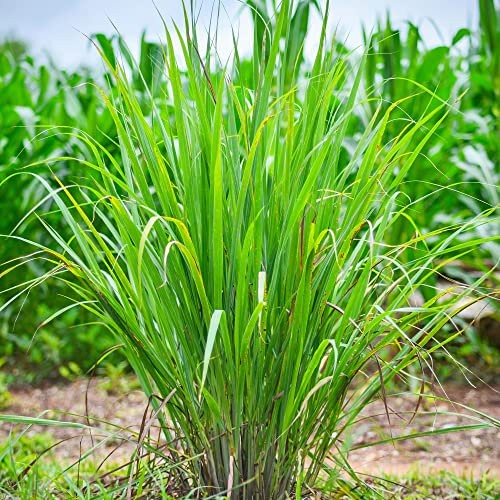 Carex JS Greenwell | Garden Ready Ornamental Grass | Evergreen Flowering Plant for Borders Flower Bed and Patio in Pot (15-30cm Incl. Pot)