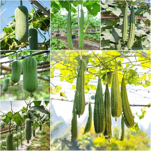 Luffa bio - pflanzensamen pflanztöpfe gemüsesaat wintergemüse kräutersamen winterharte kübelpflanzen bonsai topfpflanzen kräutergarten 700samen
