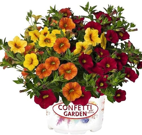 Calibrachoa Natural Planta de Exterior Conocida Popularmente como la Petunia Silvestre