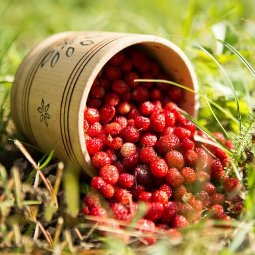 semillas de fresa silvestre orgánicas de comprar fresas silvestres de jardín perennes resistentes de para bancales elevados 130pcs