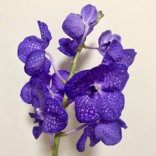 Semi di orchidea Vanda, da giardino roccioso vecchie varietà semi di per luoghi soleggiati 80pcs