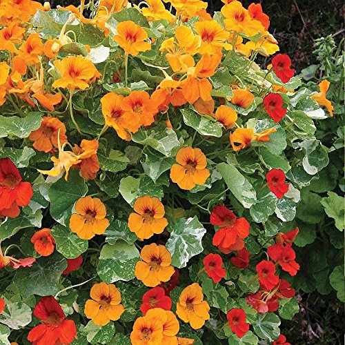 . Flower Seeds: Nasturtiums in Containers Seeds Kitchen Garden Seeds (9 Packets) Garden Plant Seeds