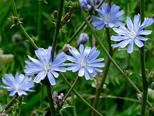 Wild Flower - Chicory Seed - Cichorium intybus - Wild Flower Seeds Blue kg (1kg)