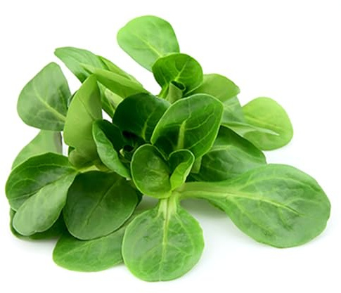 Mache - Large Leaves Variety and Best for Overwintering in The Cold Northeast - Corn Salad - 300 Seeds