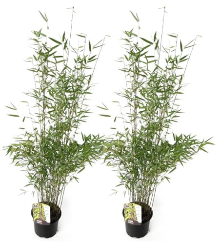 Plant in a Box - Fargesia Red Dragon - Set of 2 - Red Bamboo - Non-invasive - Hardy Evergreen - Pot 17cm - Height 60-80cm