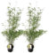 Plant in a Box - Fargesia 'Red Dragon' - Bambou rouge - Set de 2 - Bambou plante exterieur rustique non traçant - Pot 17cm - Hauteur 60-80cm