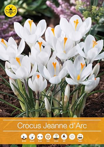 12 bulbi di crocus Bianchi a fiore grande | crocus orticoli Jeanne d'Arc | bulbi di crochi | bulbi autunnali | MY PLANTIS | spediti da Italia