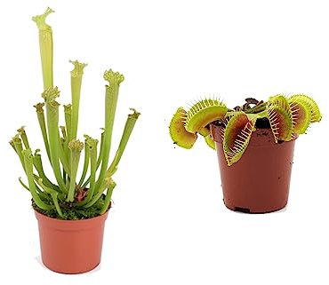 Sarracenia y Venus Antimosquitos Natural - Pack Plantas Carnívoras Antimosquitos