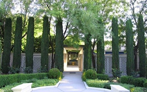 300 semi italiani di cipresso (Cpressus sempervirens), toscani, o Cipresso del Cimitero
