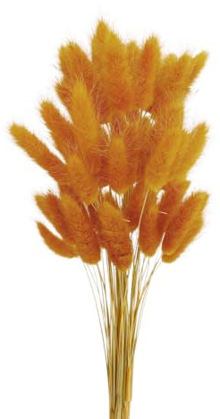Aniyan 50 Stück Kaninchenschwanzgras Getrocknet Trockenblumen, Flauschige Bunny Tails Strauß, Lagurus Trockenblumen Deko für Vase Hochzeit Boho Wohnzimmer Tischdeko (Dunkelorange)