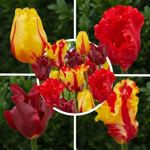 FLORIUM Tulpenzwiebeln Red, Orange, Yellow Mischung (20 Zwiebeln) Exklusive Tulpen aus Holland, Winterhart und mehrjährig für Garten, Töpfe, Balkon aus Amsterdam