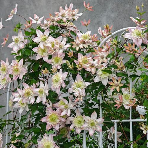 Bulbi di clematide resistenti - giardino rampicanti perenni 4pcs
