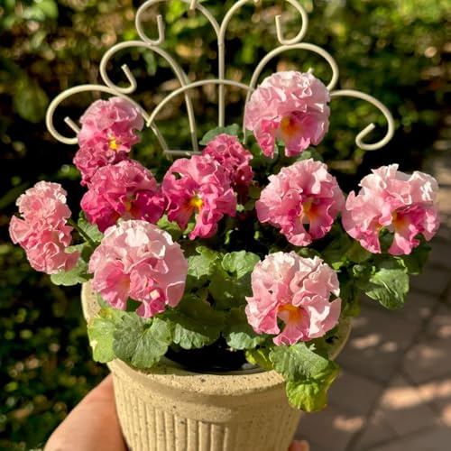 viola cornuta - decorazione giardino balcone semi estate 350pcs