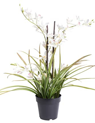 Botanic-Haus künstliche Orchidee (Orchideen Pflanze/Cymbidium) im schwarzen Kunststofftopf mit Rispen, Blättern und Luftwurzeln (Creme)