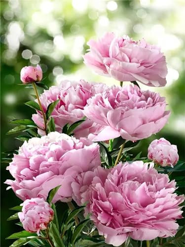 Aimaor Malen Nach Zahlen Erwachsene,Pinke Blumen Paint by Numbers Adult Bastelset Malen-Nach-Zahlen Kinder Anfänger Leinwand Kreativ Set DIY Set Malen nach Zahlen（DIY Frame） 50x65cm