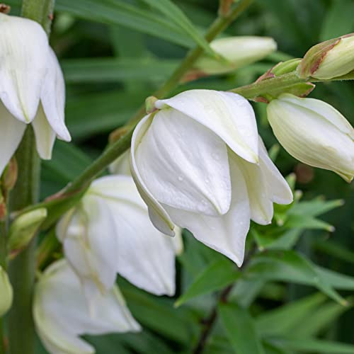 imperiale coronata - balcone giardino precoce di 20Rhizome