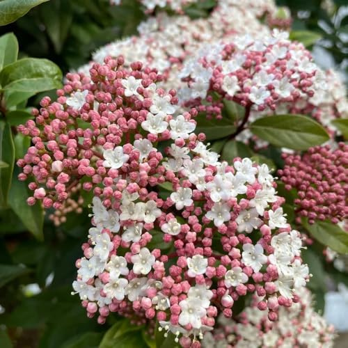 Semi di palla di neve, arbusti fioriti resistenti Viburno dilatato, serre da balcone per gli ospiti con semi di da giardino roccioso resistenti 250pcs