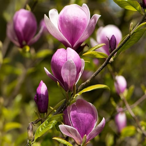 Magnolia Lennei Garden Shrub - Spring Flowering Hardy Shrubs for Pots, Beds, and Borders - Compact Deciduous Magnolia Plants Outdoor Garden Ready with Large Pink and White Flowers (15-30cm)