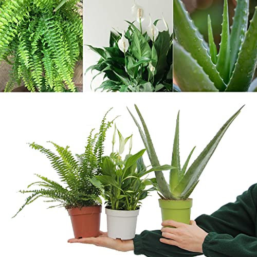 Carbeth Plants Top 3 Indoor Plant Mix - Top 3 Indoor Plants in 12cm Pots - Peace Lily, Aloe Vera and Boston Fern