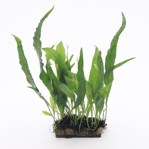K2AQUA Java Fern on Plate Microsorum Narrow Leaf Live Aquarium Plant Compact Bright Green Leaves Easy Care Low Maintenance Foreground Midground Freshwater Tank Beginner Friendly