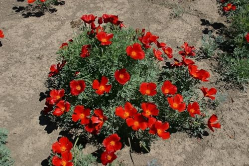 Kalifornischer Mohn 'Rot'', Eschscholzia californica, frosthart