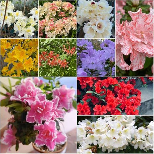 semillas de rododendro perennes perennes resistentes resistentes para jardín, de azalea jardin en jardín 10pcs