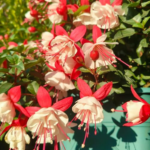 Fuchsien - Fuchsia hybrida - gartendeko für draußen geschenk für gärtner blumensamen mehrjährig winterhart 500Samen